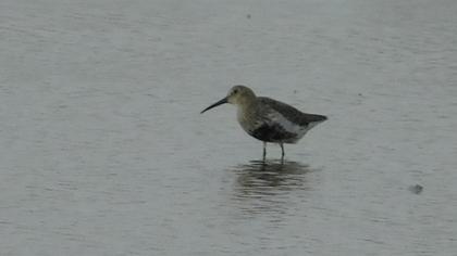 Dunlin