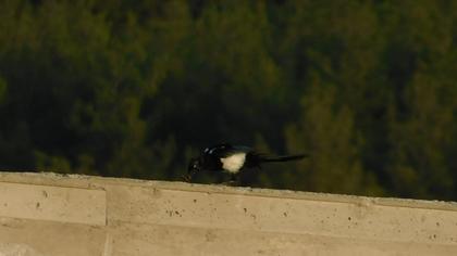 Eurasian Magpie