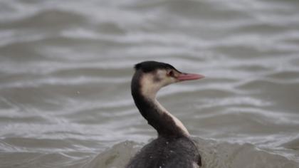 Great Crested Grebe