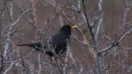 Common Blackbird