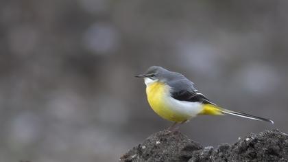 Grey Wagtail