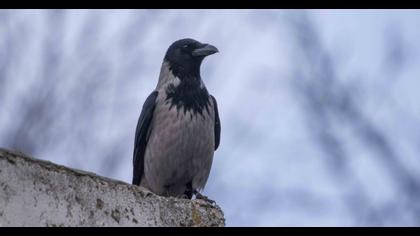 Hooded Crow