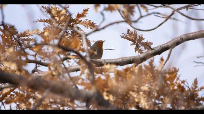 European Robin