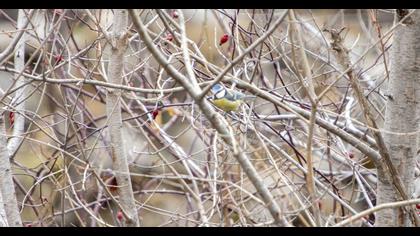 Eurasian Blue Tit