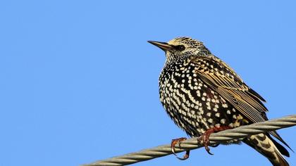 Common Starling