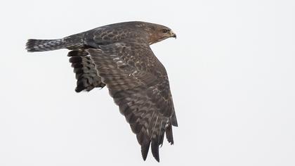 Common Buzzard