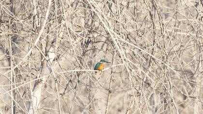 Common Kingfisher
