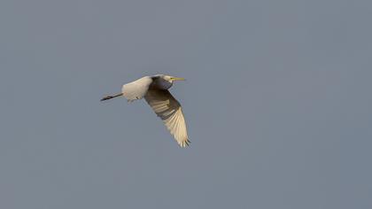 Great Egret