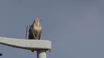 Long-legged Buzzard