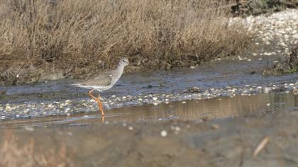 Common Redshank