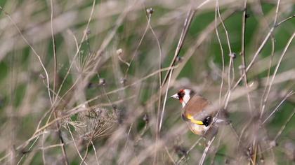 European Goldfinch