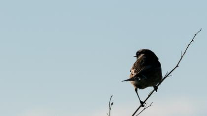 European Stonechat