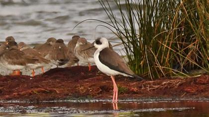 Black-winged Stilt