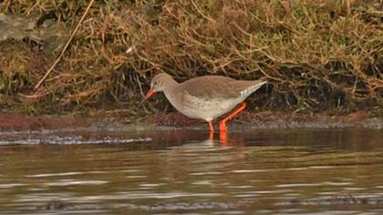 Common Redshank