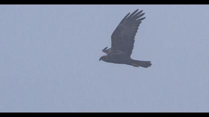 Western Marsh Harrier