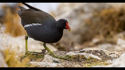 Common Moorhen