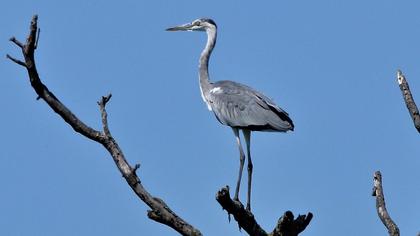 Grey Heron