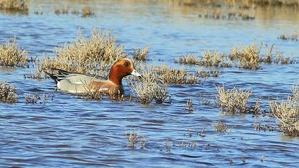 Eurasian Wigeon