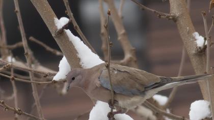 Laughing Dove