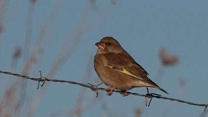 European Greenfinch