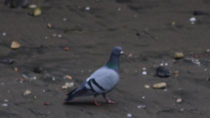 Rock Dove