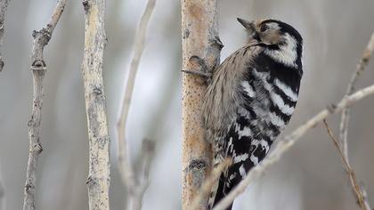 Küçük ağaçkakan