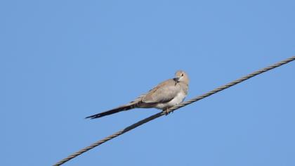 Namaqua Dove