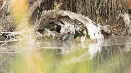 Common Moorhen