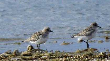 Grey Plover