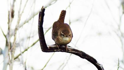 Eurasian Wren