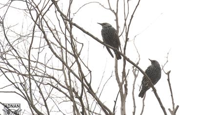 Common Starling