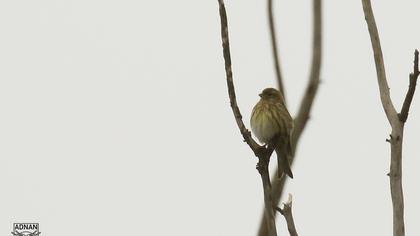 European Serin