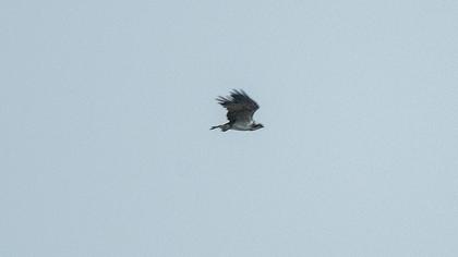 Western Osprey