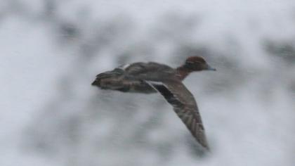 Eurasian Wigeon
