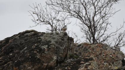 Western Rock Nuthatch