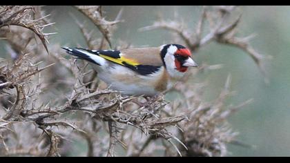 European Goldfinch