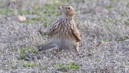 Eurasian Skylark