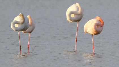 Greater Flamingo