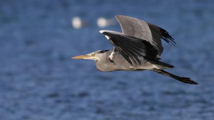 Grey Heron