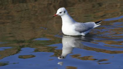 Black-headed Gull