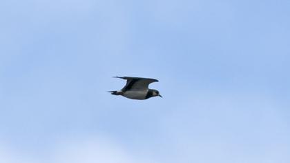 Northern Lapwing