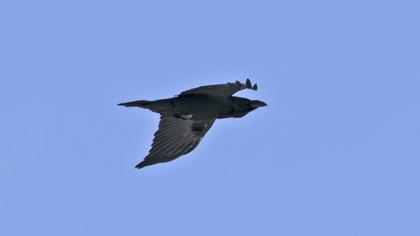 Northern Raven