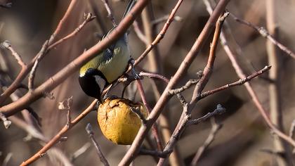Great Tit