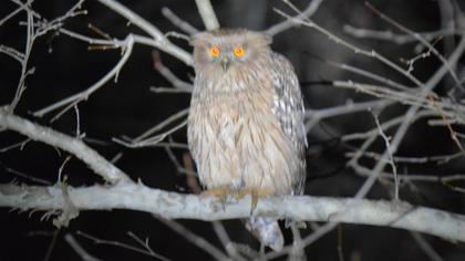 Brown Fish Owl
