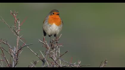 European Robin