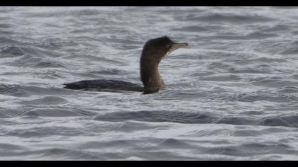 Pygmy Cormorant