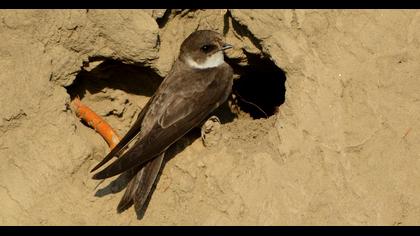 Sand Martin