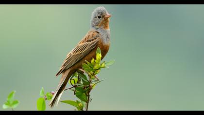 Cretzschmar`s Bunting