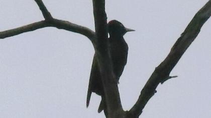 Black Woodpecker