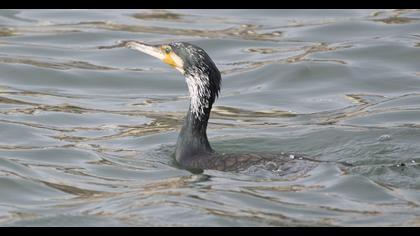 Great Cormorant